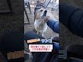 旅行者が椅子に座って休んでいるところに、「パハーディ犬(Pahaadi dogs)」と呼ばれる山岳地帯の野良犬が、愛情を求めて静かに近づいてくる心温まる場面を映したものです。