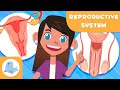 MALE AND FEMALE REPRODUCTIVE SYSTEM 👧👦 Science for Kids