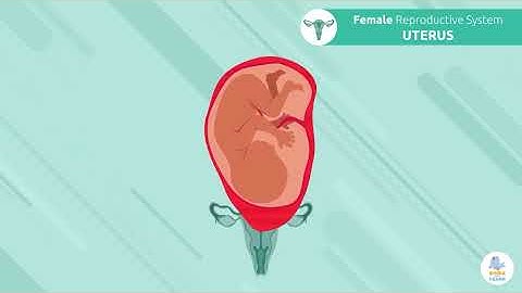 MALE AND FEMALE REPRODUCTIVE SYSTEM 👧👦 Science for Kids