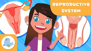 male and female reproductive system science for kids