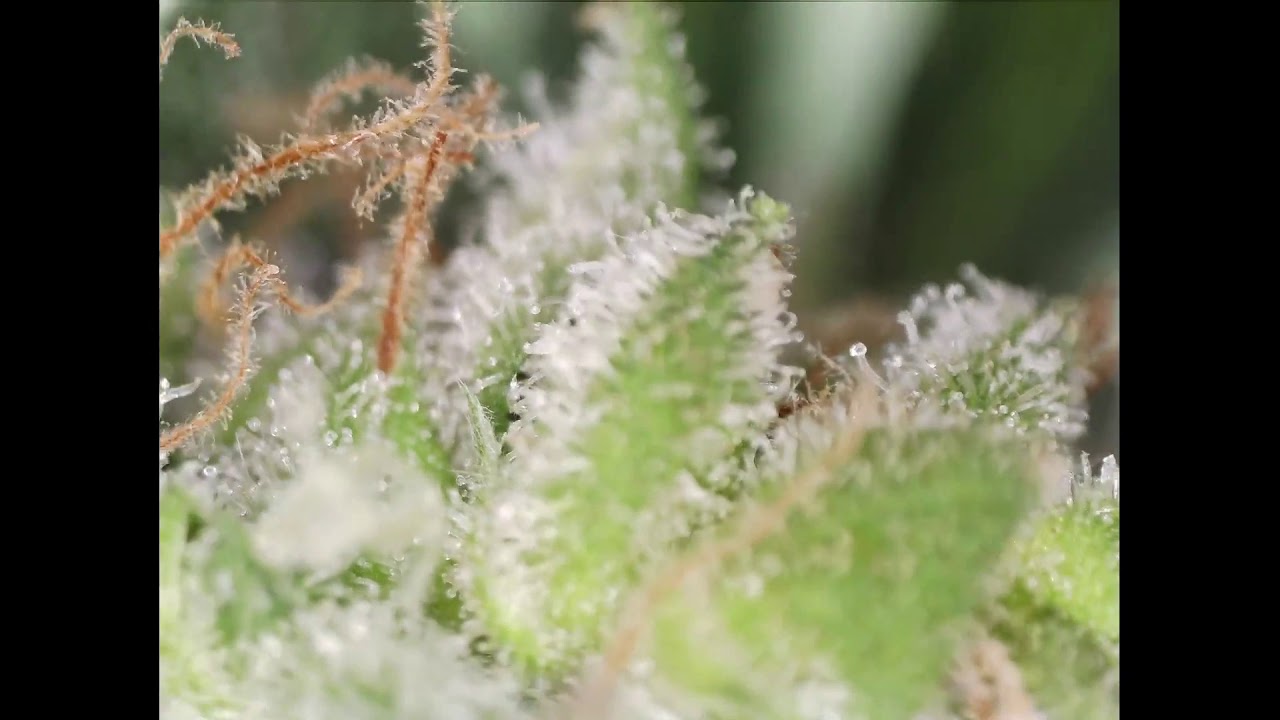 Cannabis Trichome Wonderland - Macro Video