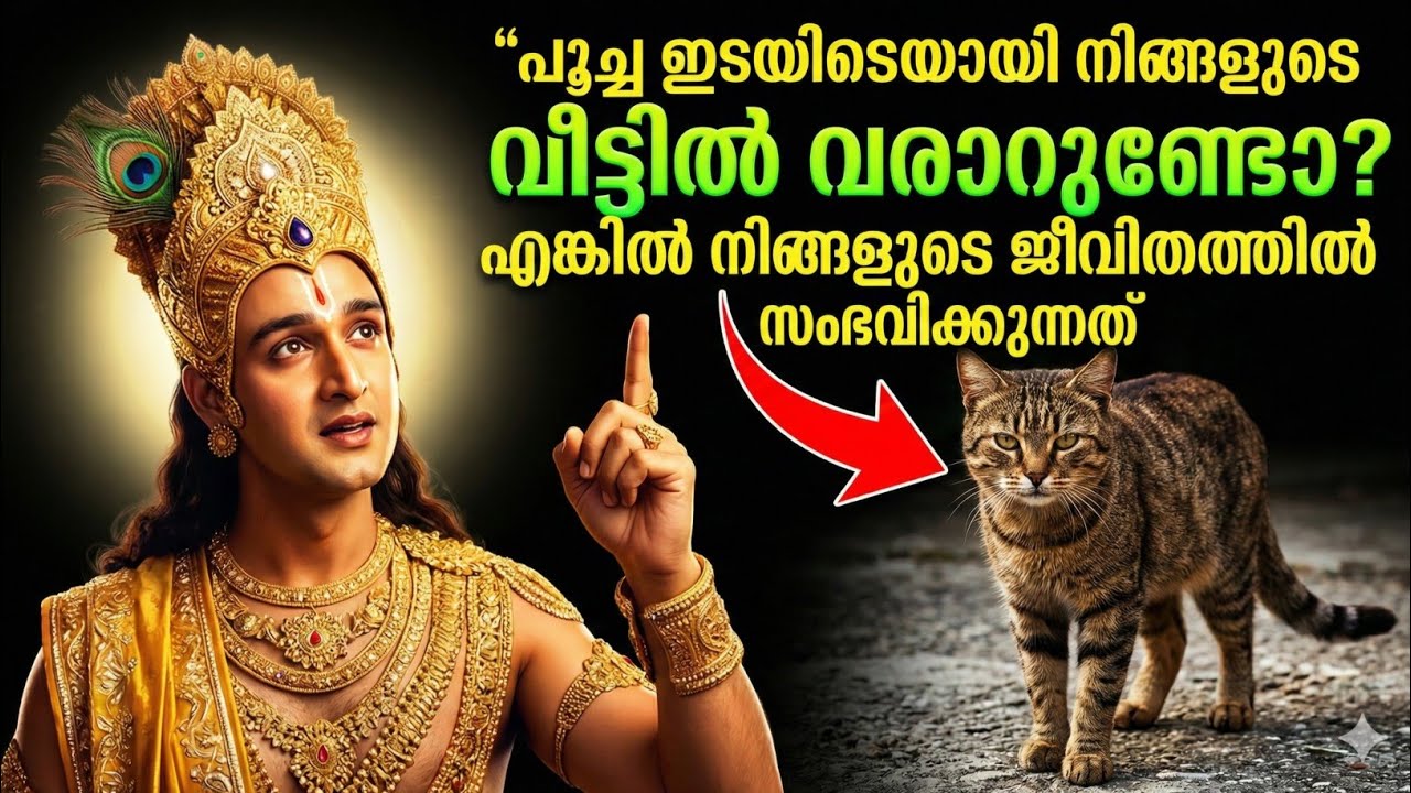 വീട്ടിലേക്ക് എത്തുന്ന പൂച്ച എന്ത് സൂചനയാണ് നൽകുന്നത്? അതിന്റെ ആത്മീയ അർത്ഥം അറിയൂ 🐾