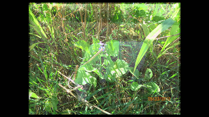 Selecting Cover Crops - Gail Fuller