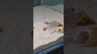 Lamprologus Ornatipinnis Burton Bay