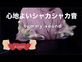 【ASMR音フェチ】心地良いカシャカシャ音と空腹の音（tummy sound・Mouth sound）【ASMR癒しのしずく】