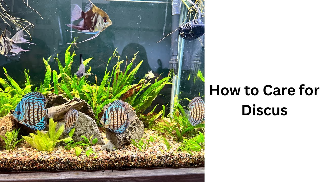 How to Care for Discus!! - YouTube