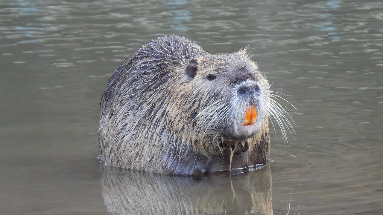 ヌートリア ① 4K / Nutria (Coypu) - YouTube