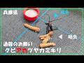 特定外来生物クビアカツヤカミキリ通報のお願い