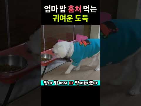엄마 밥 훔쳐 먹는 귀여운 도둑 말티즈 #Shorts