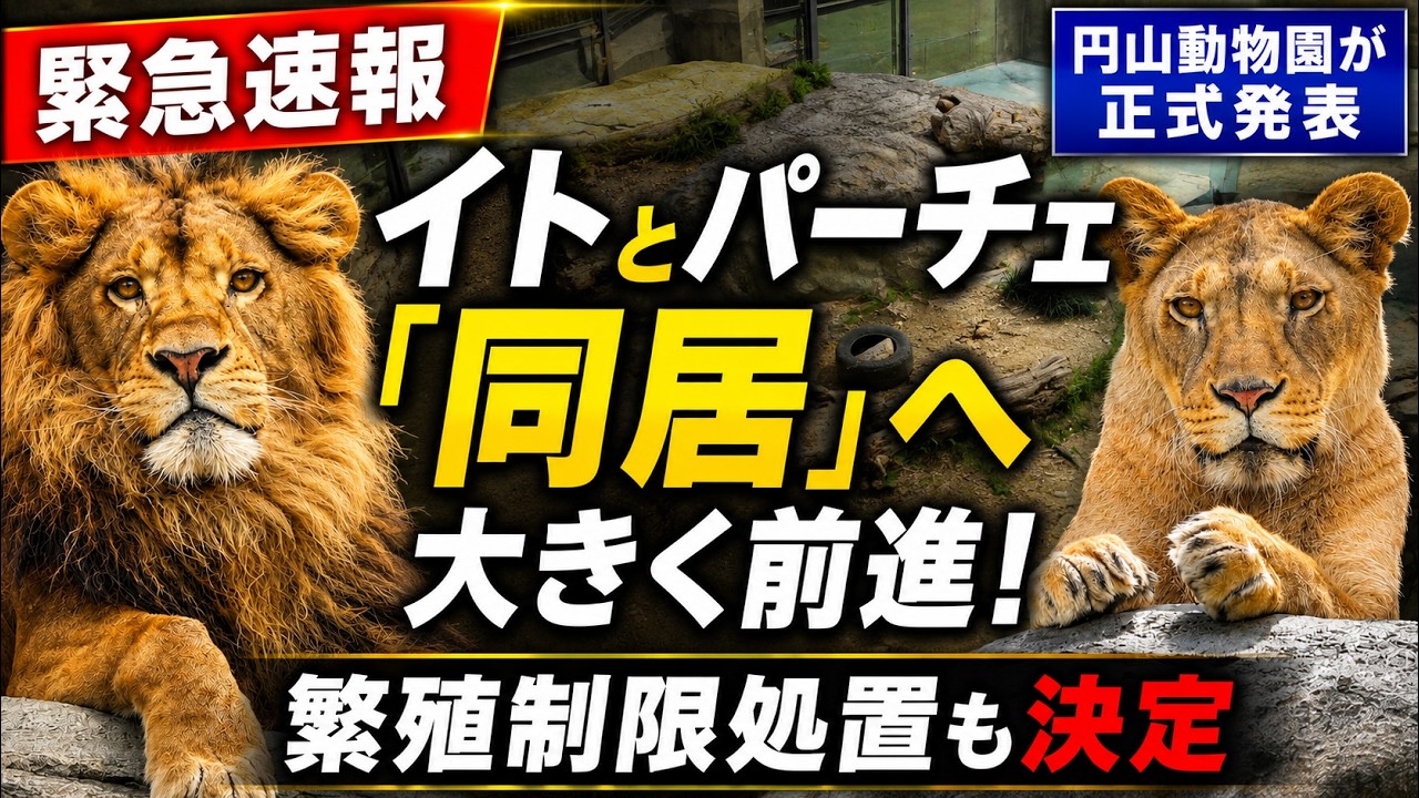 【2点購入150円引】ライオンくんがうまれたよ　やまもとよしこ 緊急速報】円山動物園が正式発表…イトとパーチェ「同居」へ大きく前進
