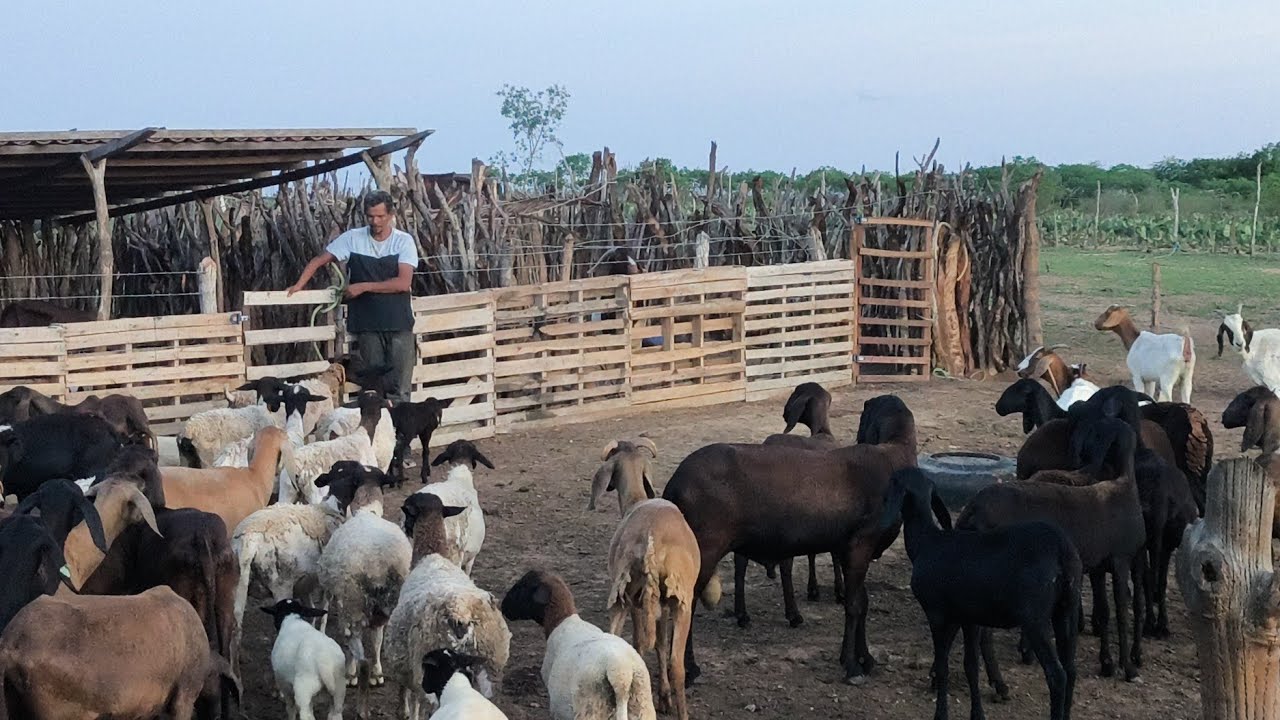 PLANTAMOS UNS PÉS DE GRILICIDIA NA PORTA DE CASA ESTOU COM UMAS BERGANESES À VENDA SOLEDADE PB