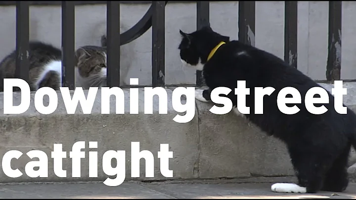 Downing Street cats Larry and Palmerston get in an...