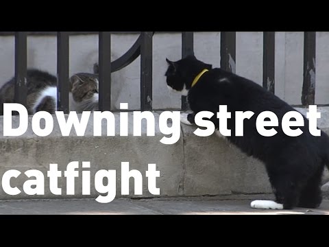 Vídeo: Downing Street Defende Catnapping 'Mouser-in-Chief