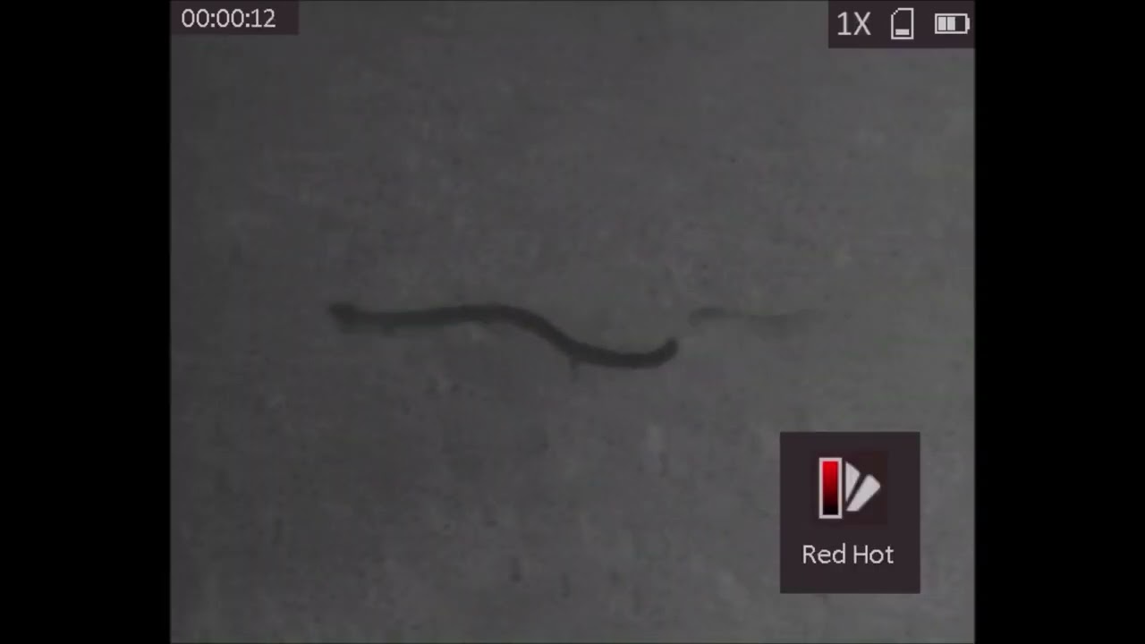 snake thermal image test