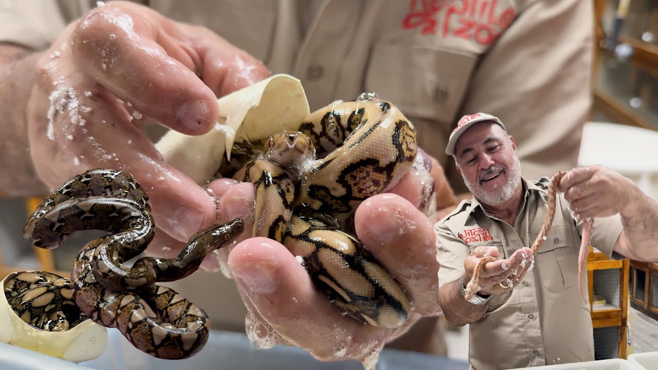 Cooking Python Eggs Unboxing Python Eggs: A Very Colorful Hatchling!🎉🐍 - YouTube