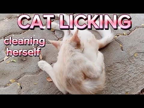 Cat grooming cleaning herself