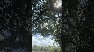 Suara Burung Raja Hutan