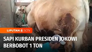Melihat Sapi Kurban Presiden Jokowi yang Berbobot 1 Ton | Liputan 6