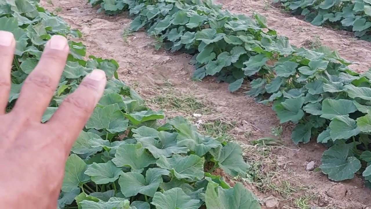 من ارض الواقع متى يتم رفع الشاش من على النبات. شاهد الإبداع لاخر الفديو.