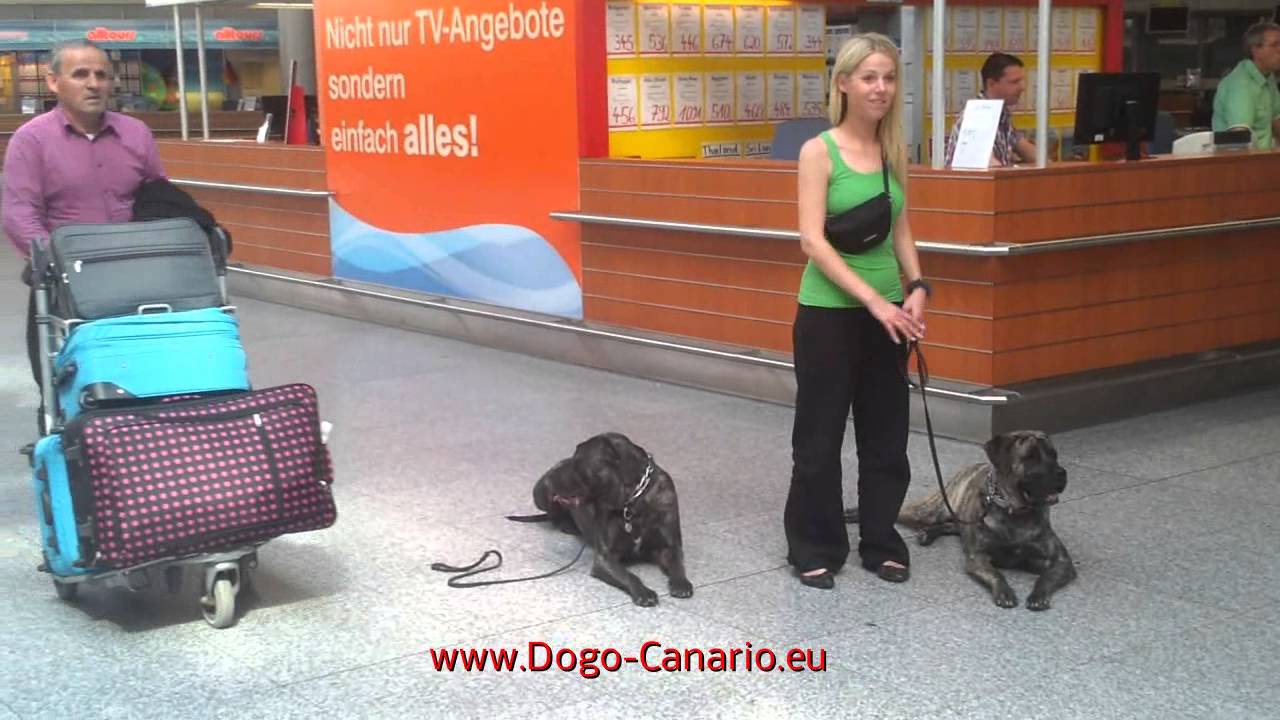 DE LA ARENA dogs at the Airport Training Perro de Presa Canario Umwelttraining Environment Training