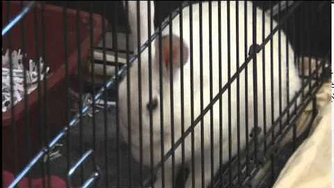 Sasawin Project helps pets of domestic violence victims