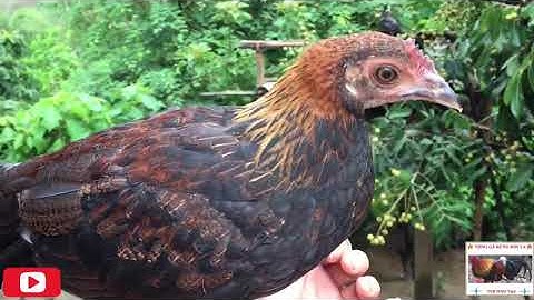 Gà con rừng con F1   me nyuam qaib qus txuam 1