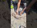 A group of tengra fish gathered upstream #shorts