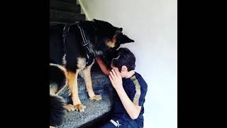 Dog Licking Cute Boy