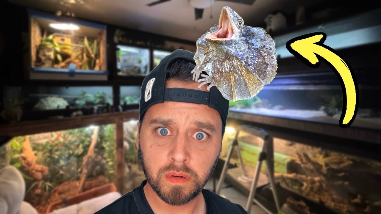 Reptile Room Update — FRILLED DRAGON FLIPS OUT!!!