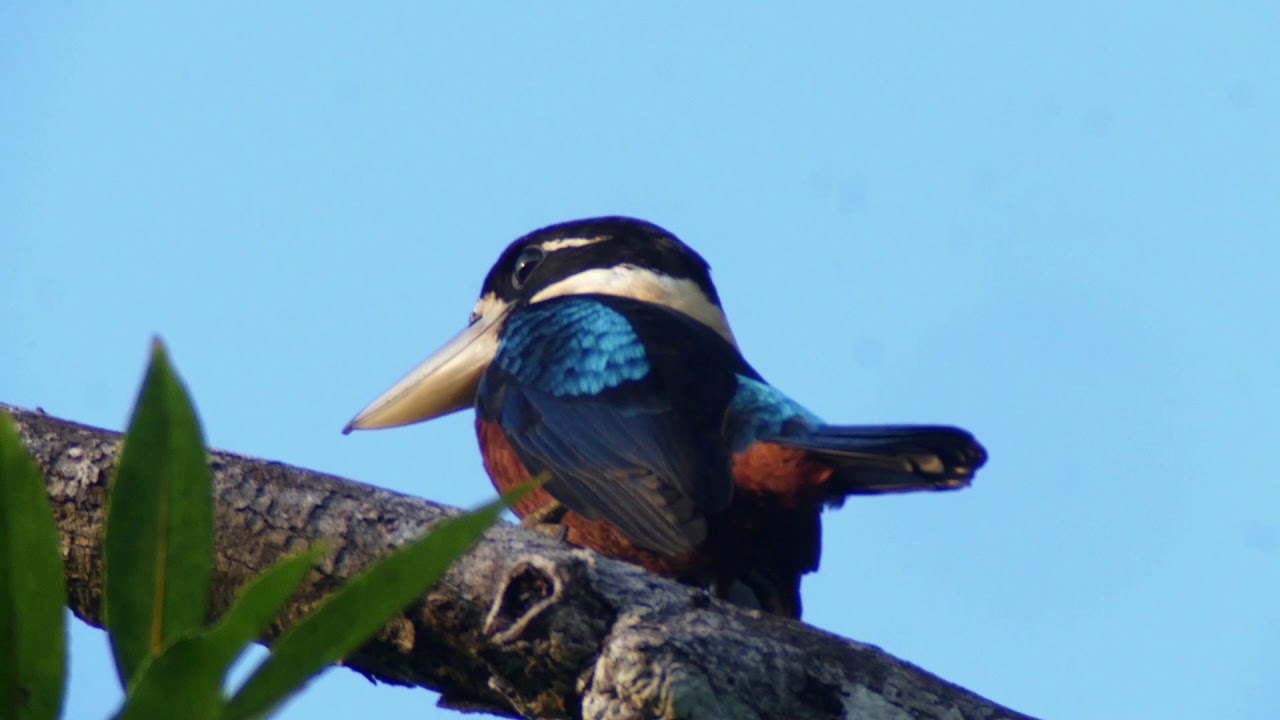 Rufous-bellied Kookaburra (Dacelo gaudichaud) 