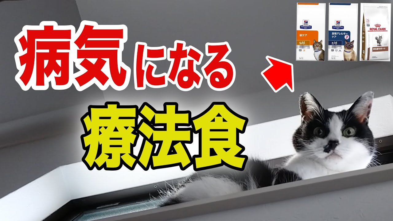絶対にオススメしない猫の療法食を獣医師が解説します
