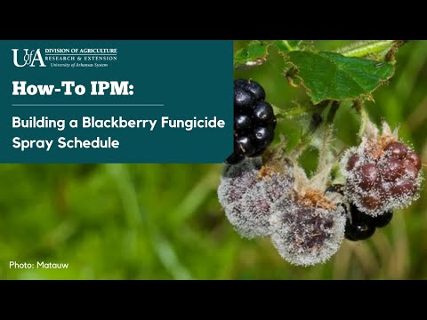 Video: Agrobacterium Diseases Of Blackberries - Aflați de ce murele au fiere