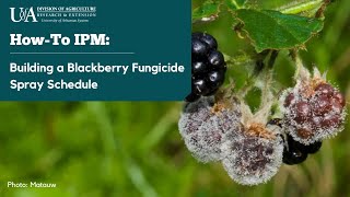 Managing Diseases in Blackberry - Building a Fungicide Spray Schedule