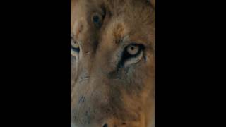 #shortvideo #lion #subscribe #lionroar
