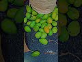 #Mangoes😋😋😋😋😛