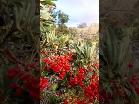 Video: Toyon բույսերի փաստեր - Իմացեք Toyon-ի աճող պայմանների մասին լանդշաֆտում