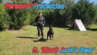 Bite Work and Protection with a 5 month Old Belgian Malinois Puppy #malinois