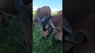 Cameroon sheep - Owce kameruńskie #sheep #Poland #sweet #animallover
