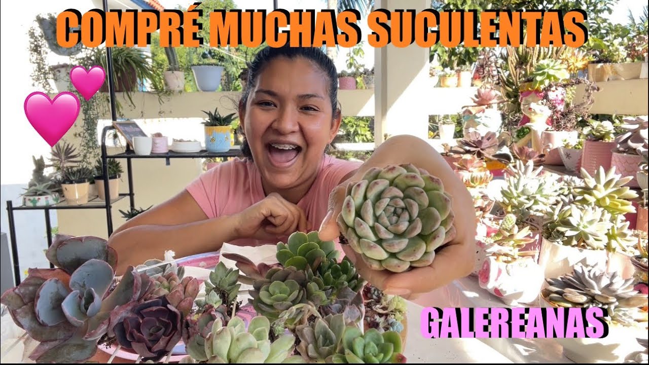 COMPRÉ MÁS DE 30 SUCULENTAS GALERIANAS 💕✨