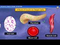 Chemical Coordination and Integration Animation | CBSE Class 11 Biology Animated 3D Videos | Neet