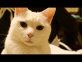 猫に見つめられてみた