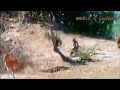 فیلم دیدنی و تماشایی شکار پلنگ توسط شیر نر 