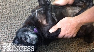 Cutest Pug EVER!  Bojangles of the Head Shop  |  Fresh P