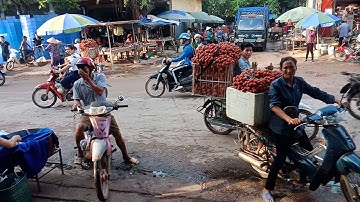 Cập Nhật Giá Vải Lục Ngạn Ngày 4/6/2020 Tại Lim-Giáp Sơn Lục Ngạn Bắc Giang. Giá Vải Tăng Cao