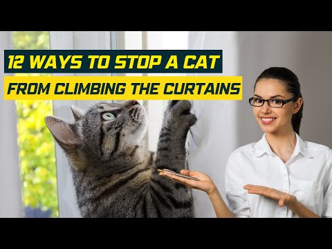 Video: Jak vycvičit kočku, aby nelezla na závěsy: 12 kroků