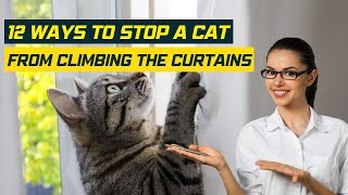 12 Ways to Stop a Cat from Climbing the Curtains - Tips and Tricks for a Happy Home