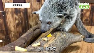 「【大阪ECO動物園】飼育室のご紹介！」の動画サムネイル