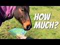 BUYING AN OTTB HORSE: AFFORDABLE OR EXPENSIVE? - Racehorse Rescue - OTTB Series Episode 4