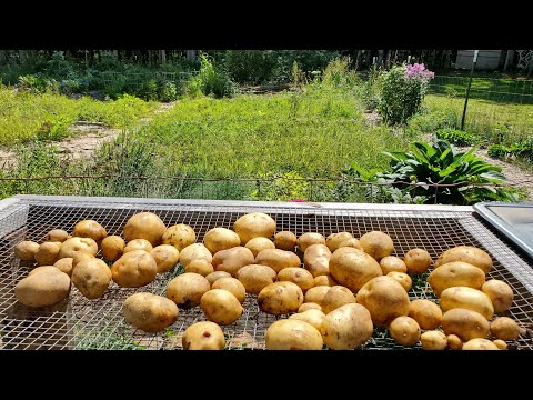 2020 Potato Harvest | Wisconsin Zone 5 Garden | Fall Gardening | Garden Harvest | Homestead Life
