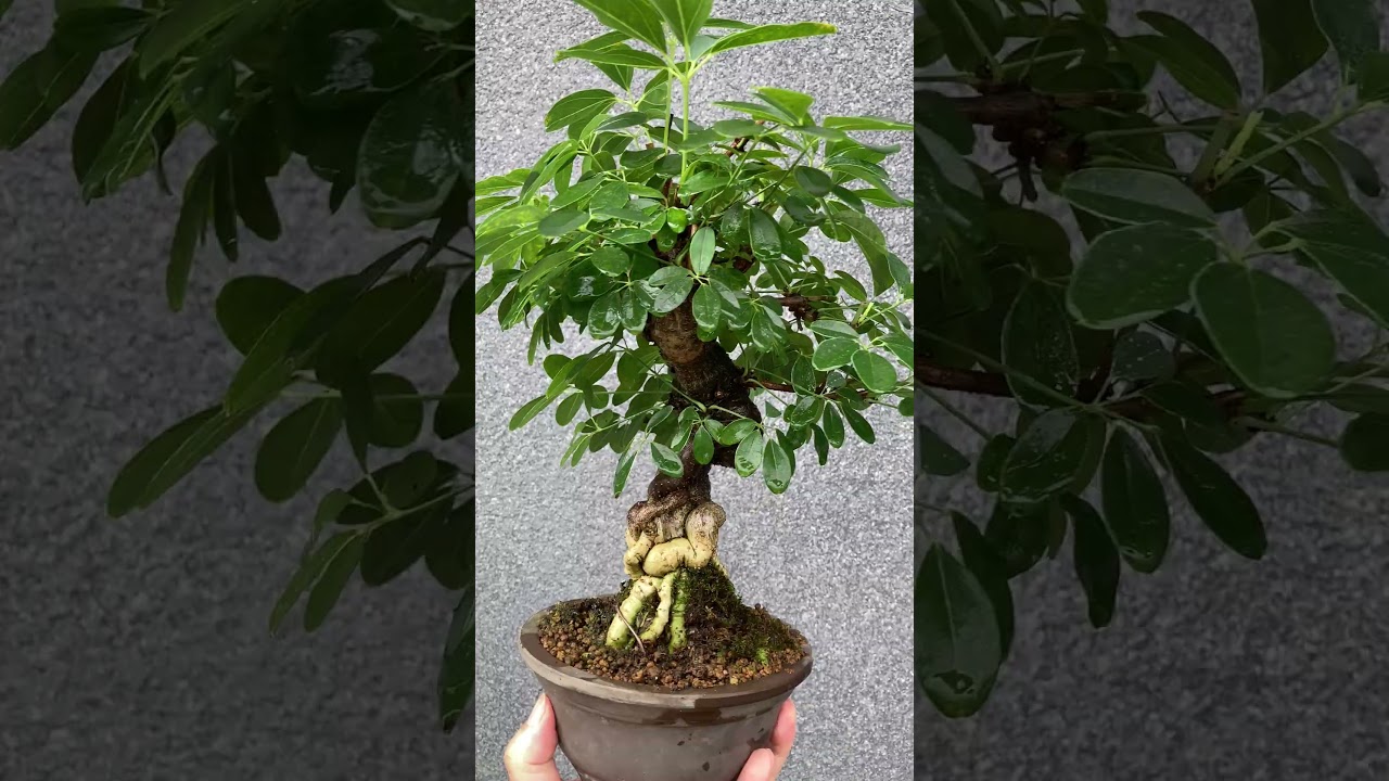 貴風盆栽 木通(Kifu-size chocolate vine bonsai) #bonsai #Shohin